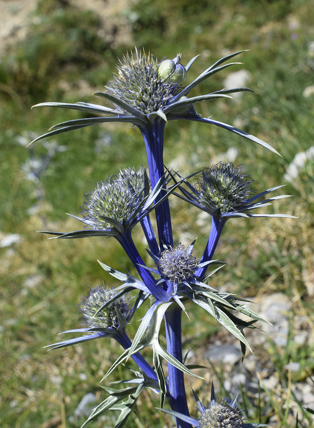 Image of Eryngium bourgatii specimen.
