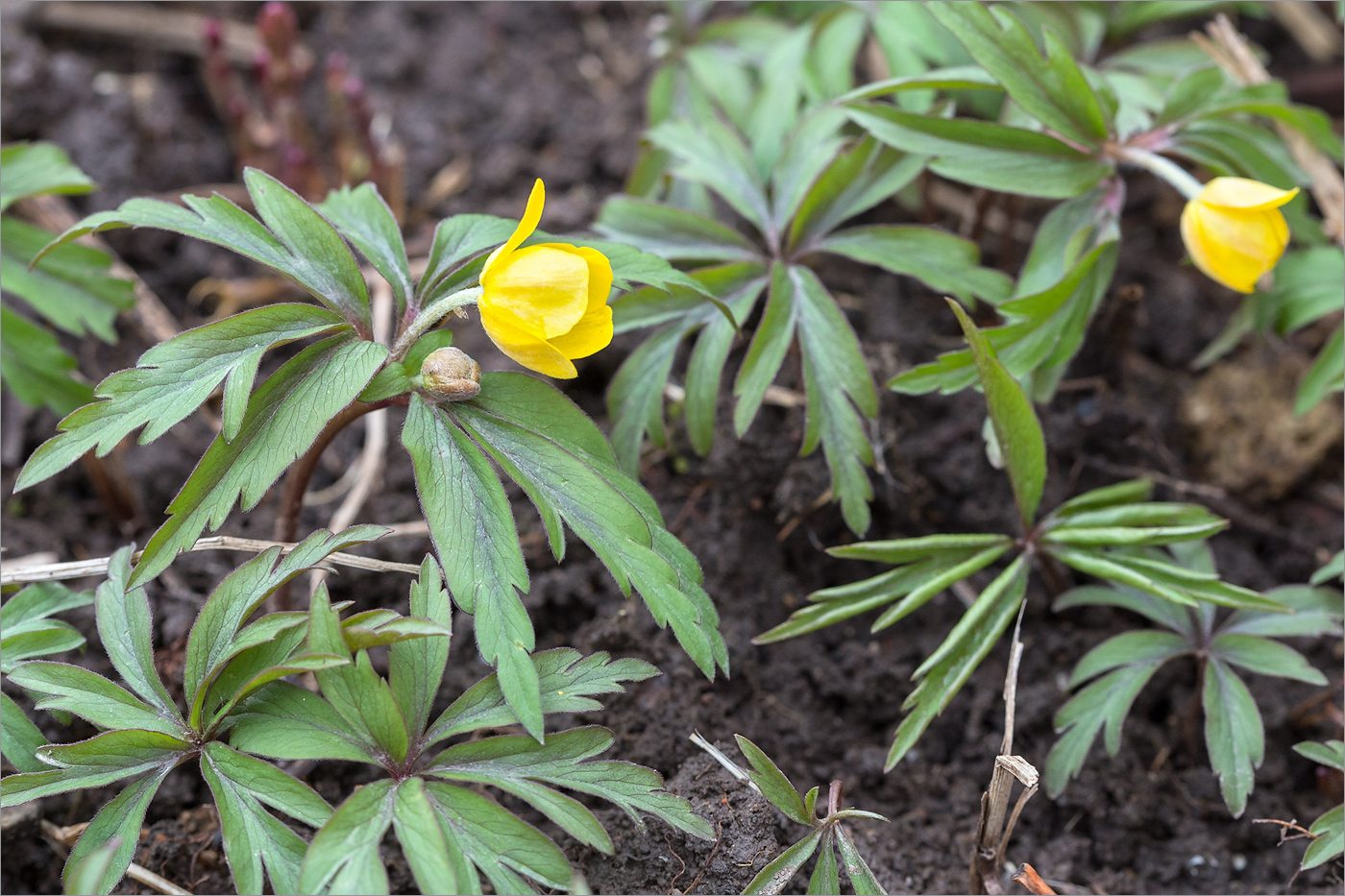 Image of Anemone ranunculoides specimen.