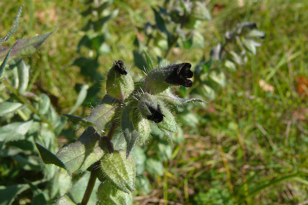 Image of Nonea rossica specimen.