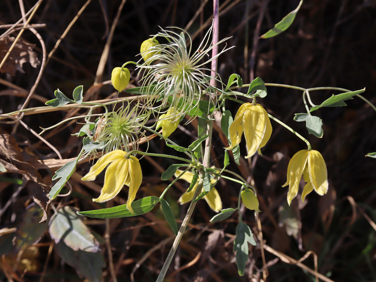 Изображение особи Clematis orientalis.