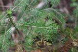 Abies sibirica