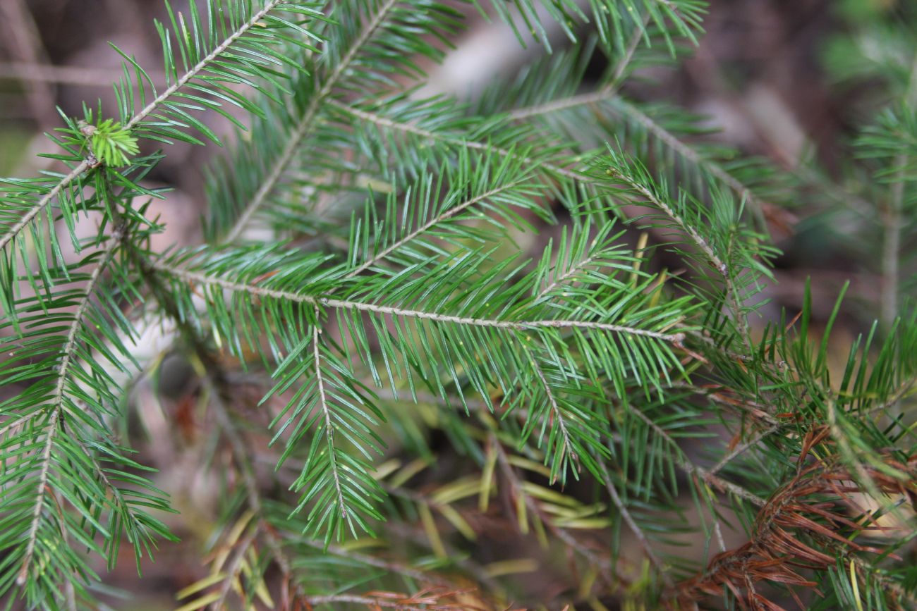 Image of Abies sibirica specimen.