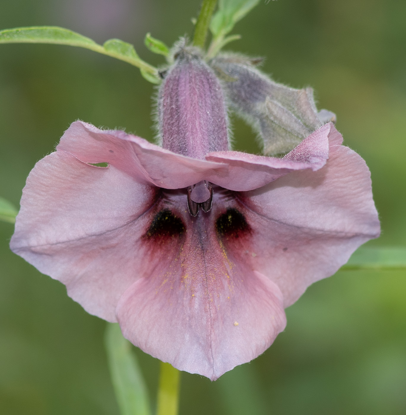 Изображение особи Sesamum triphyllum.