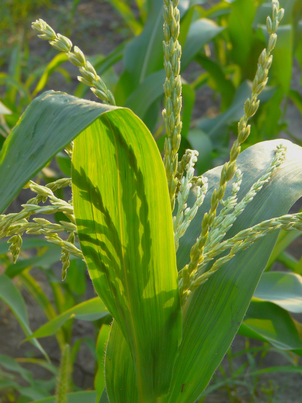 Image of Zea mays specimen.