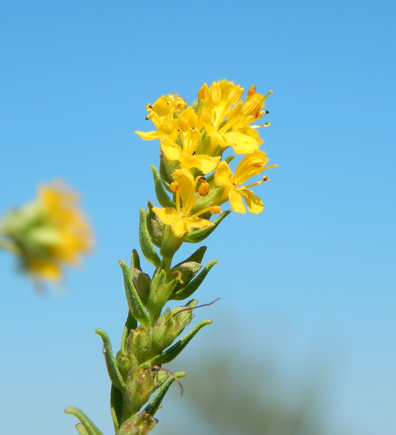 Image of Orthanthella lutea specimen.