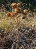 Cynara scolymus. Высыхающее растение с соплодиями (высота около 1 м). Южный Берег Крыма, окр. Понизовки. 6 сентября 2010 г.