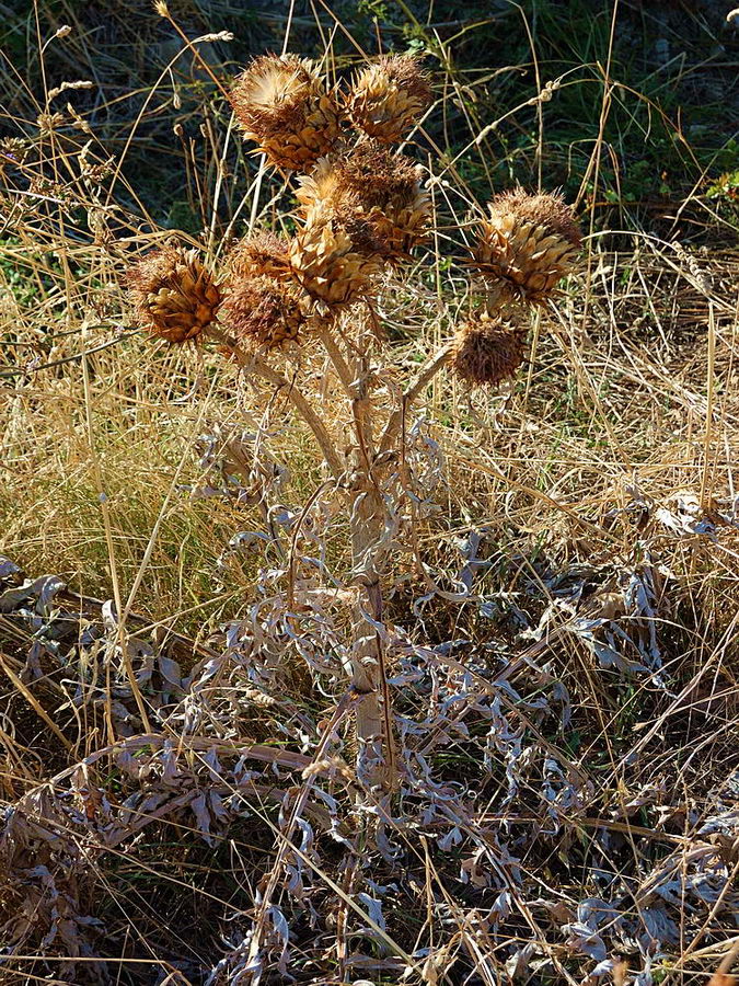 Image of Cynara scolymus specimen.
