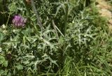 Eryngium bourgatii. Прикорневые листья. Испания, автономное сообщество Каталония, провинция Барселона, комарка Бергеда, муниципалитет Сальдес, подножие горы Педрафорка, окр. горного приюта \"Луис Эстасен\", 1675 м н.у.м., разнотравье на опушке соснового (Pinus uncinata) леса. 16.07.2020.