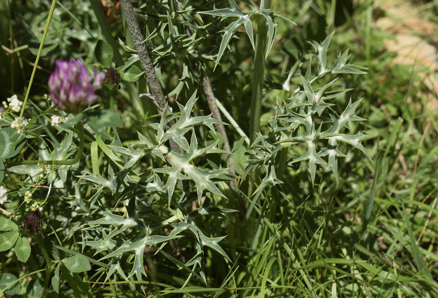 Изображение особи Eryngium bourgatii.