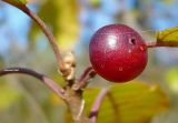 Frangula alnus