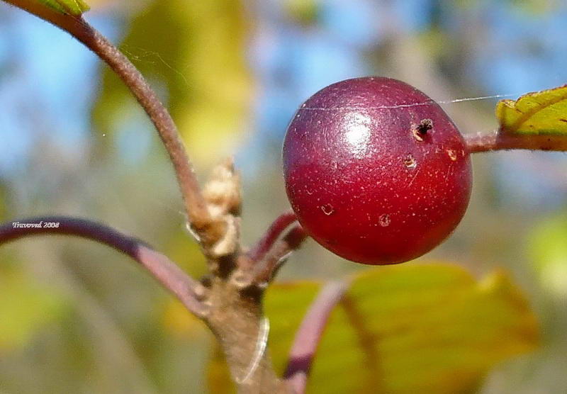 Image of Frangula alnus specimen.
