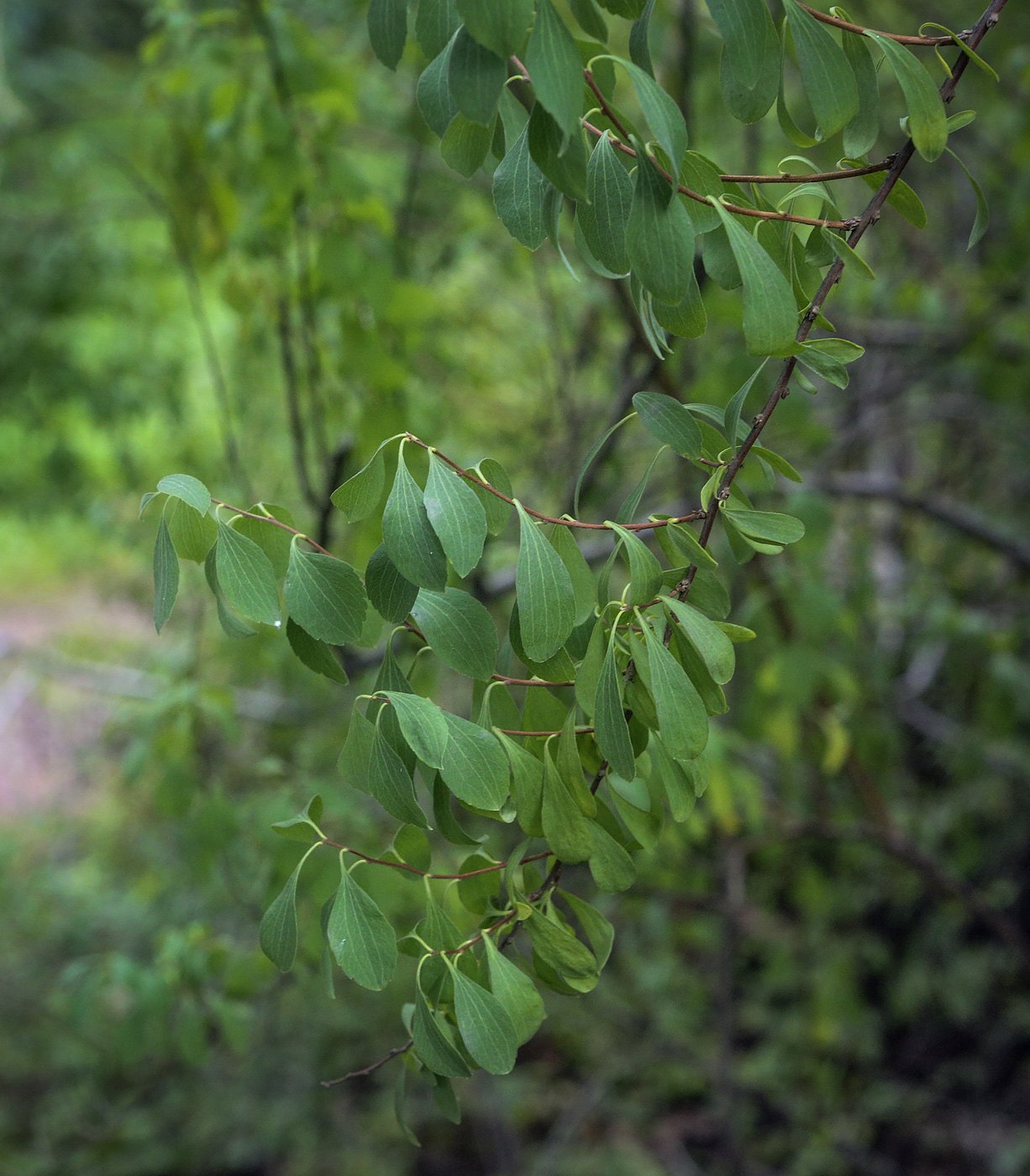 Изображение особи Spiraea crenata.