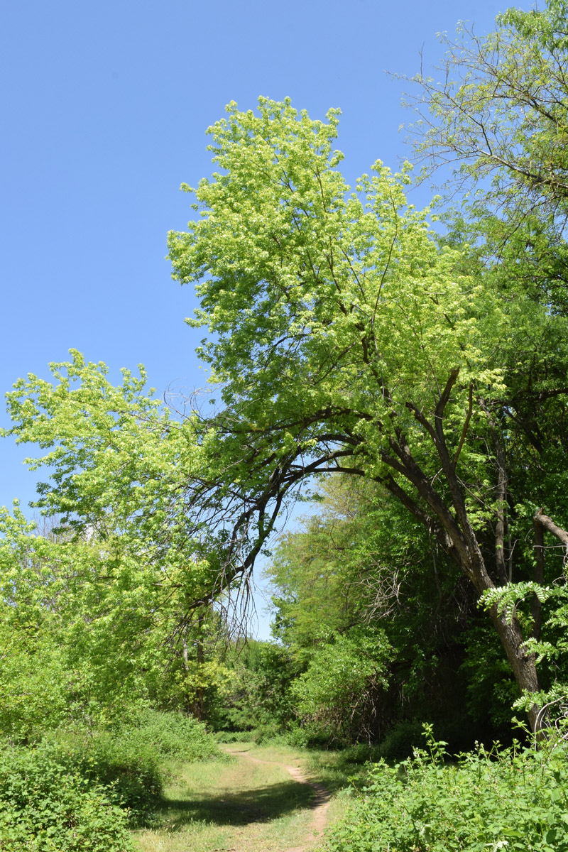 Image of Acer saccharinum specimen.