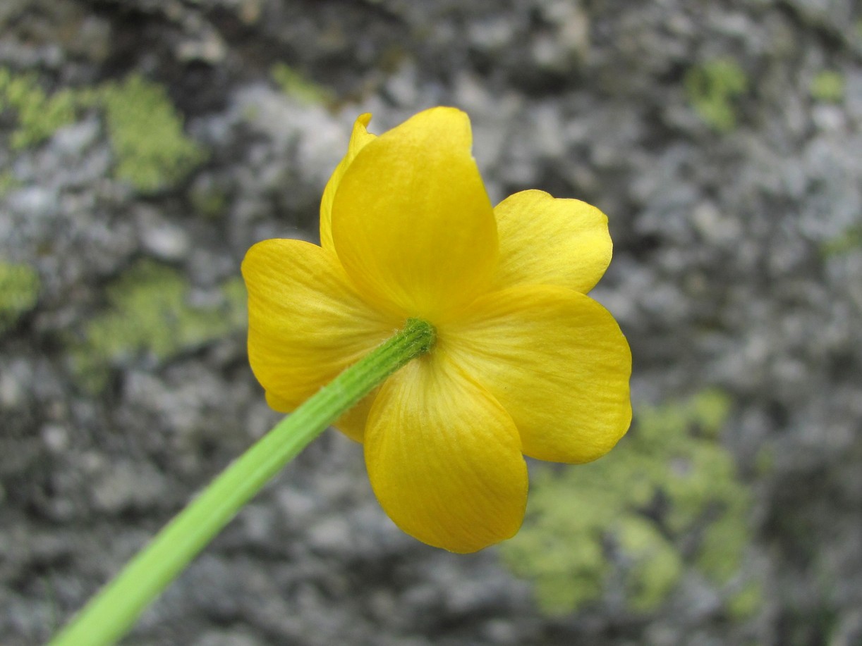 Изображение особи Anemonastrum speciosum.