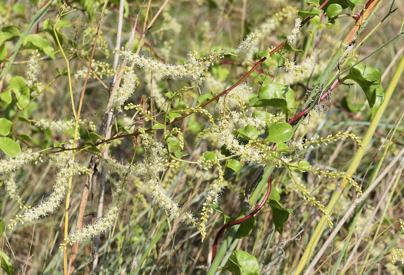 Image of Anredera cordifolia specimen.