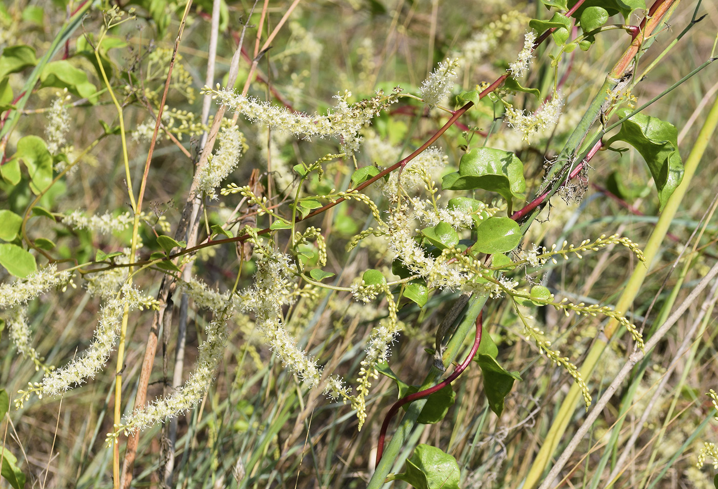 Изображение особи Anredera cordifolia.