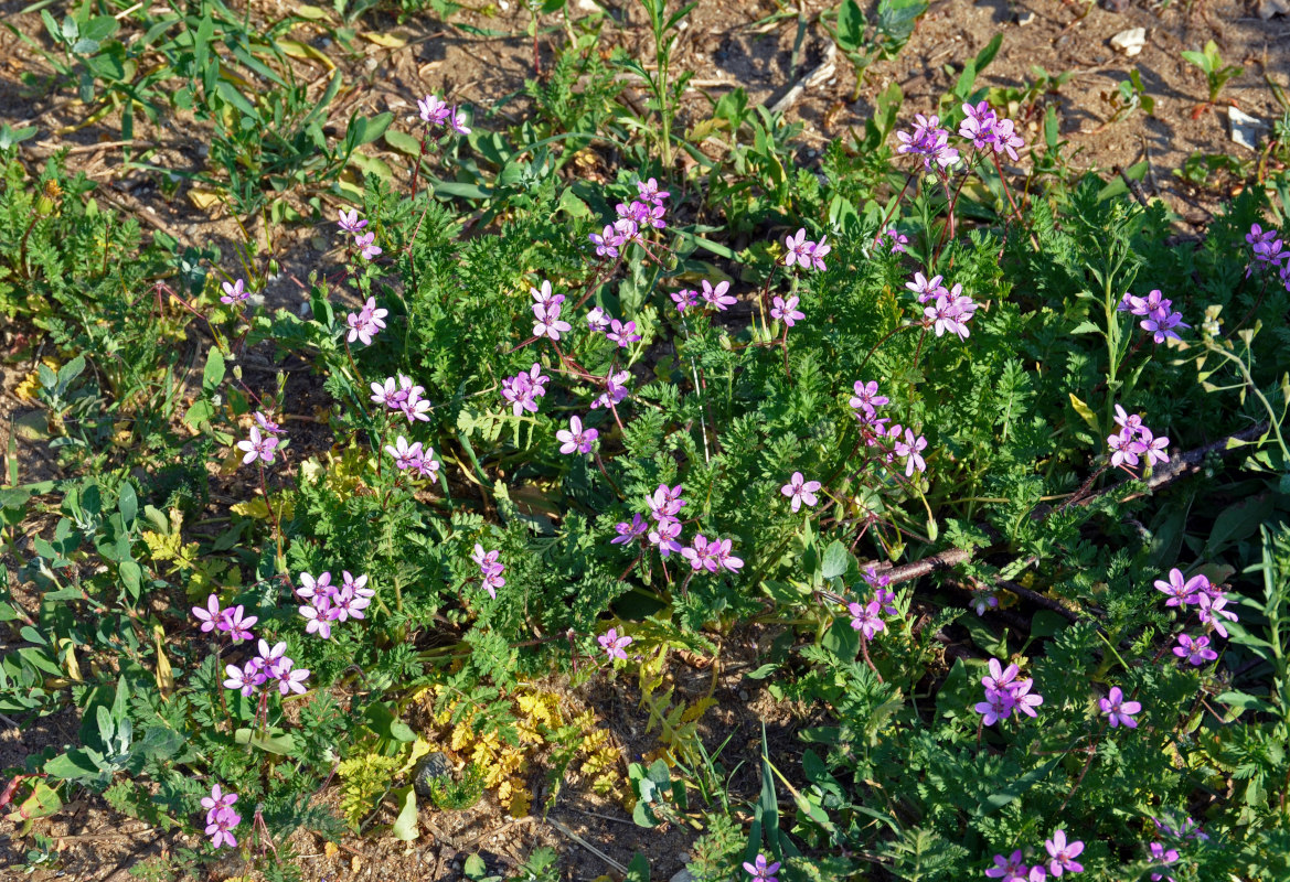 Изображение особи Erodium cicutarium.