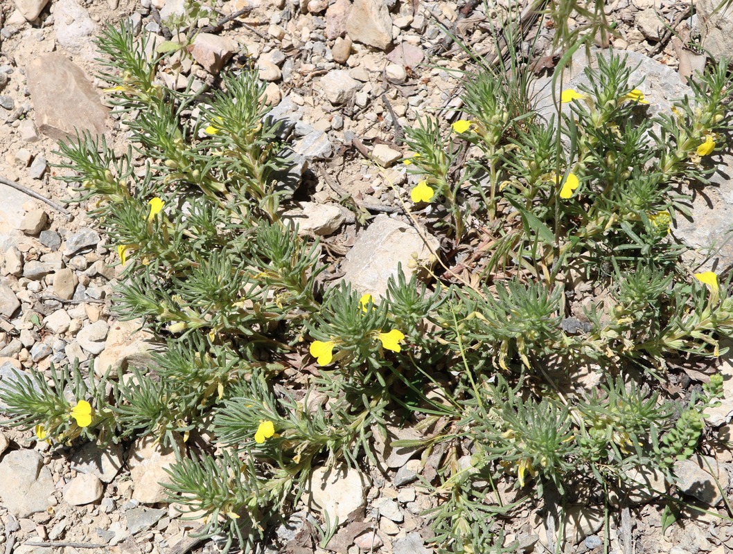 Image of Ajuga chia specimen.