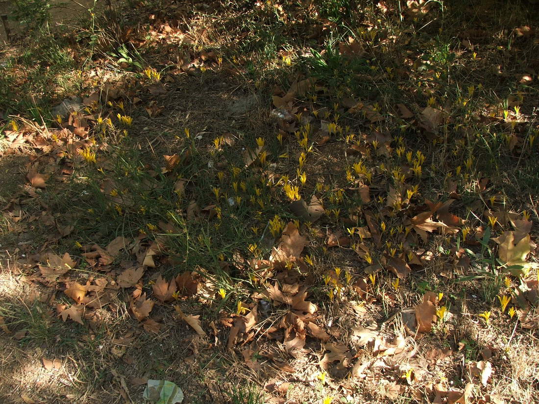 Image of Sternbergia colchiciflora specimen.