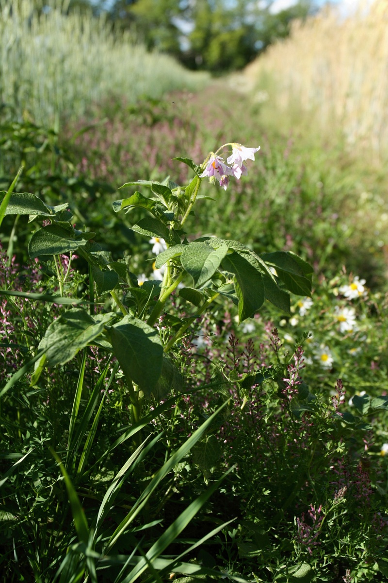 Изображение особи Solanum tuberosum.