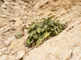 Salvia ringens