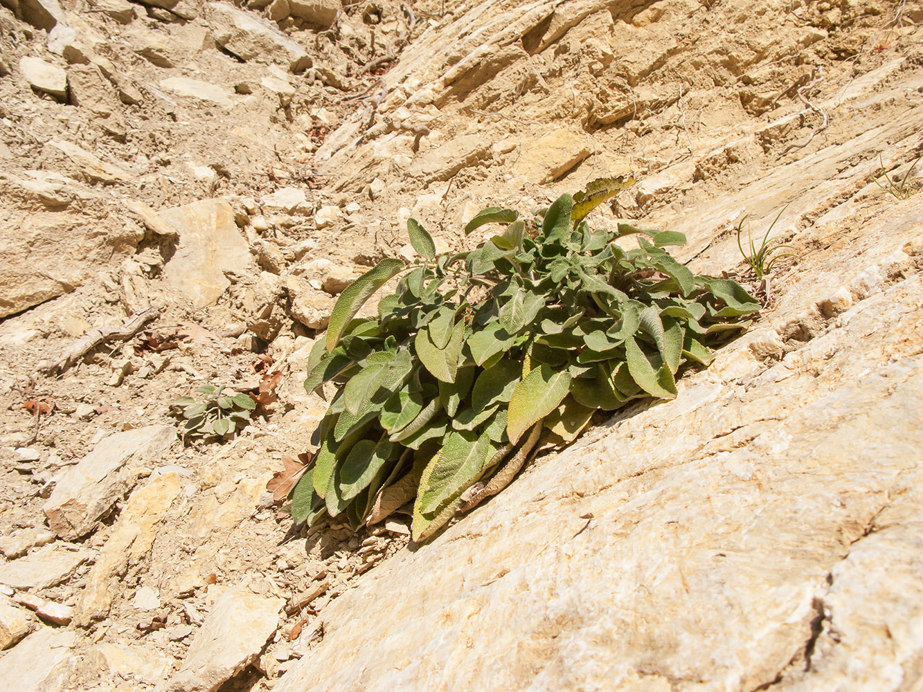 Image of Salvia ringens specimen.