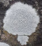 genus Aspicilia