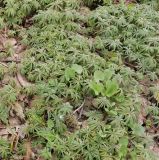Geranium linearilobum