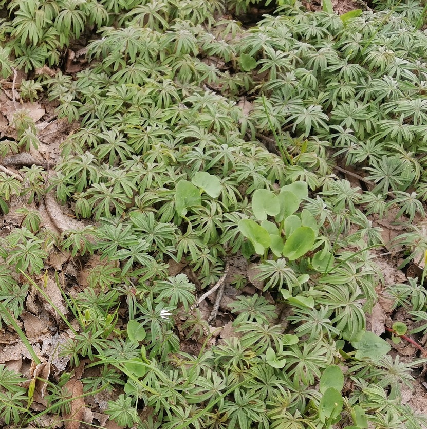 Image of Geranium linearilobum specimen.