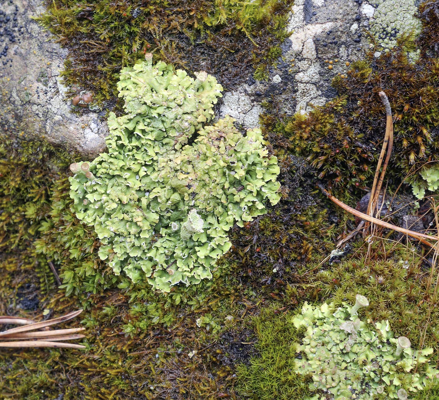 Изображение особи род Cladonia.