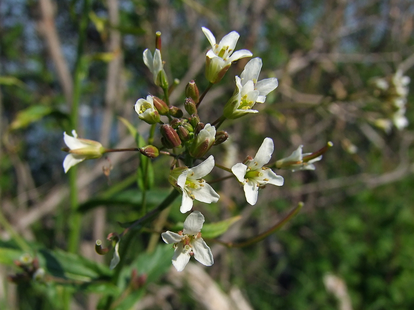 Изображение особи Arabis pendula.