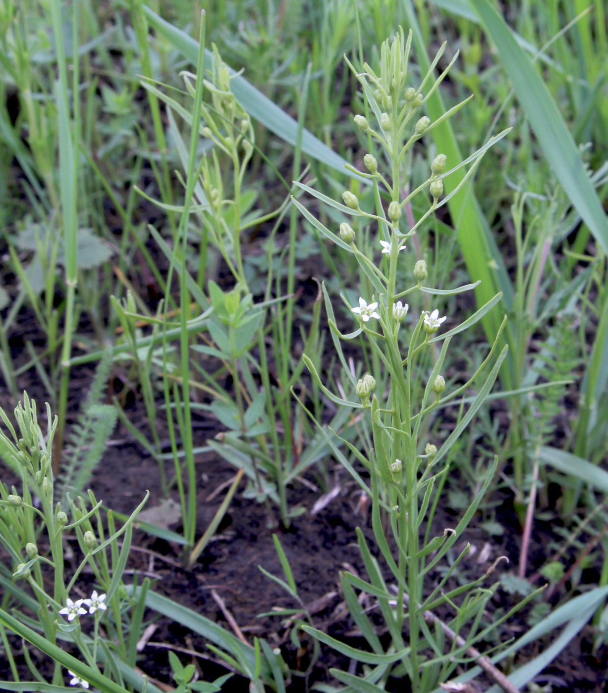 Image of Thesium ebracteatum specimen.