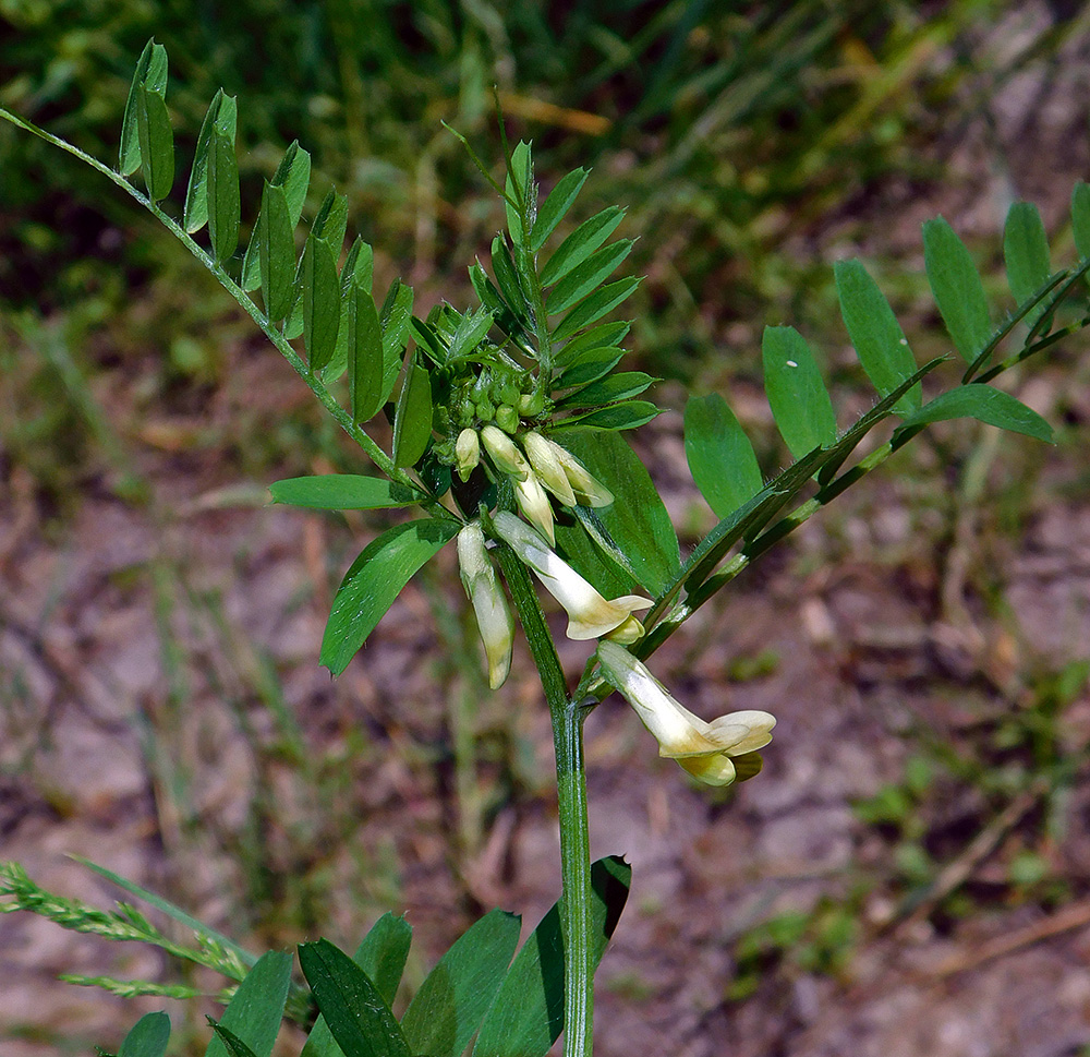 Image of Vicia ciliatula specimen.