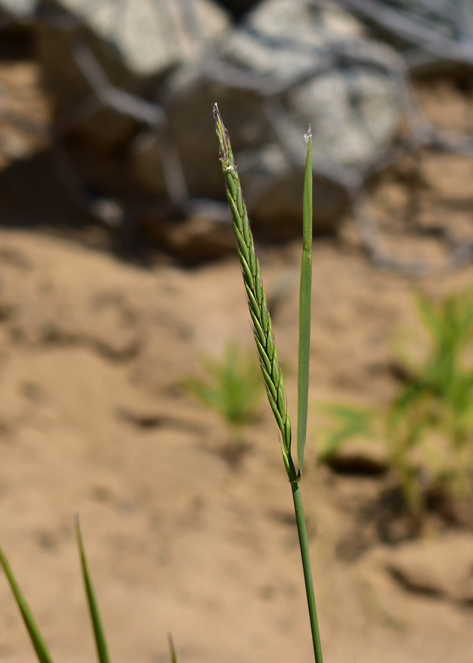 Image of Elytrigia repens specimen.