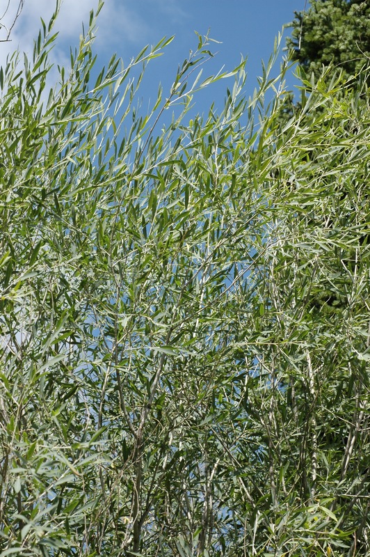 Image of Salix ledebouriana specimen.