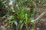 Tillandsia fendleri