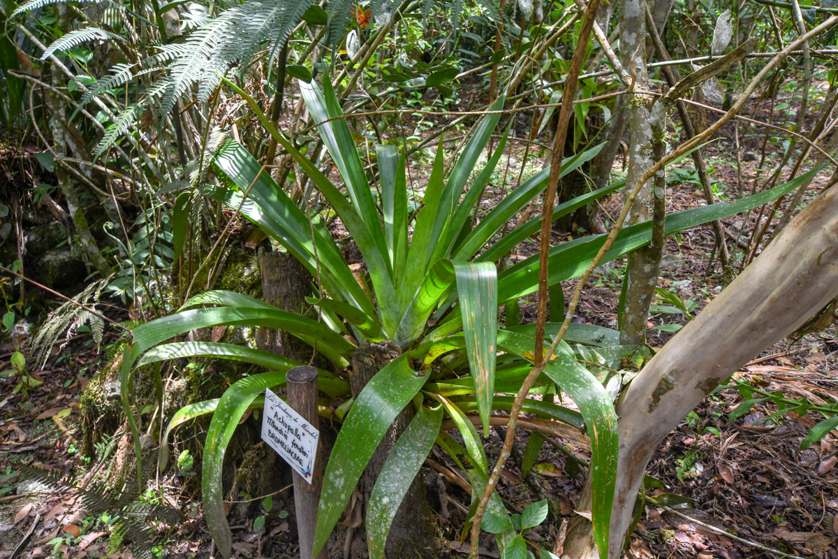 Image of Tillandsia fendleri specimen.