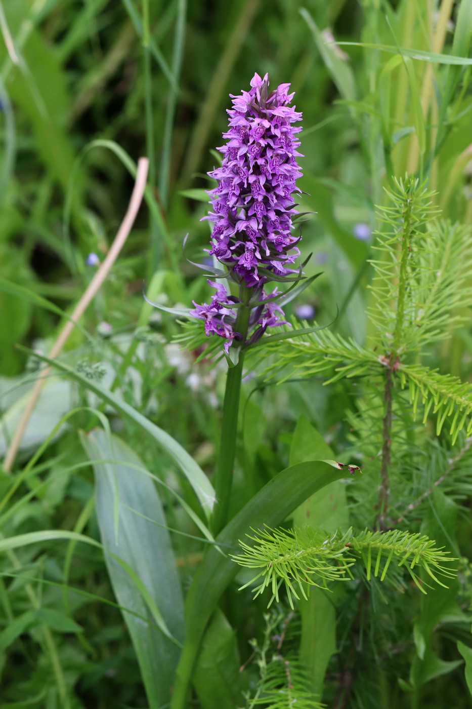 Image of Dactylorhiza sibirica specimen.