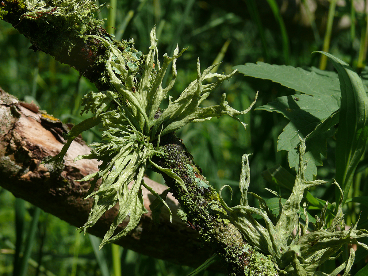 Изображение особи Ramalina fraxinea.