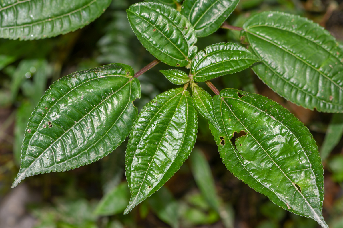 Image of genus Pilea specimen.