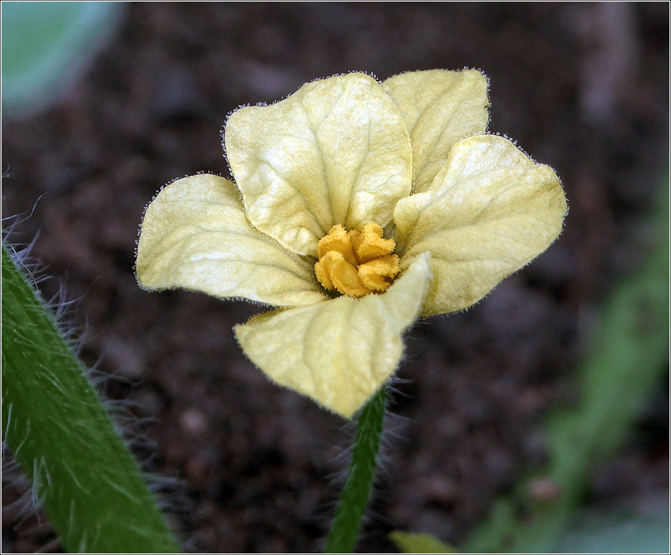 Изображение особи Citrullus lanatus.