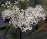 Filipendula ulmaria