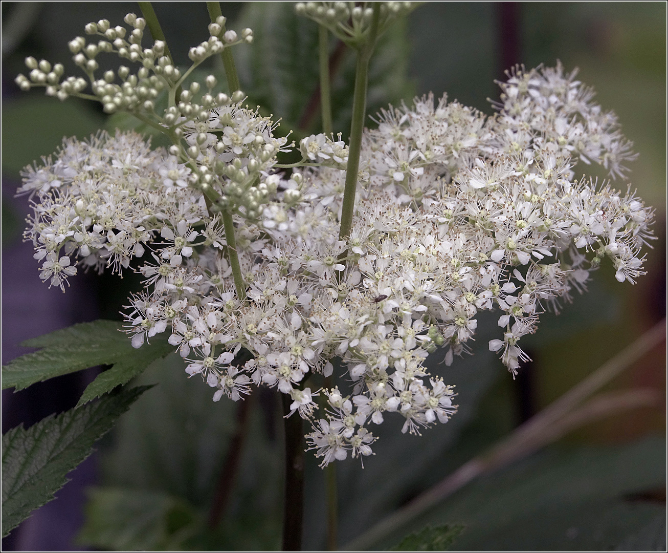 Изображение особи Filipendula ulmaria.