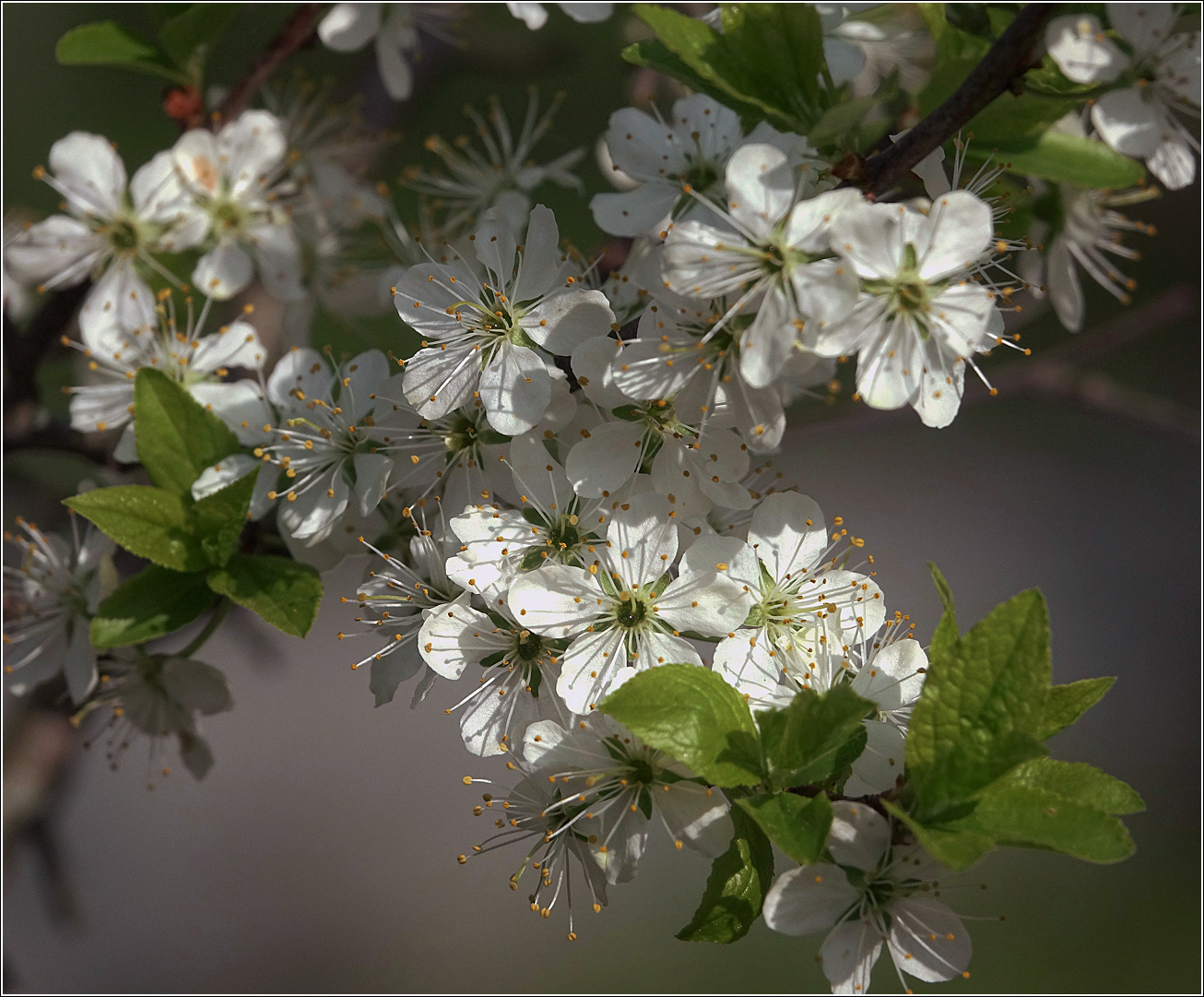 Image of Prunus spinosa specimen.