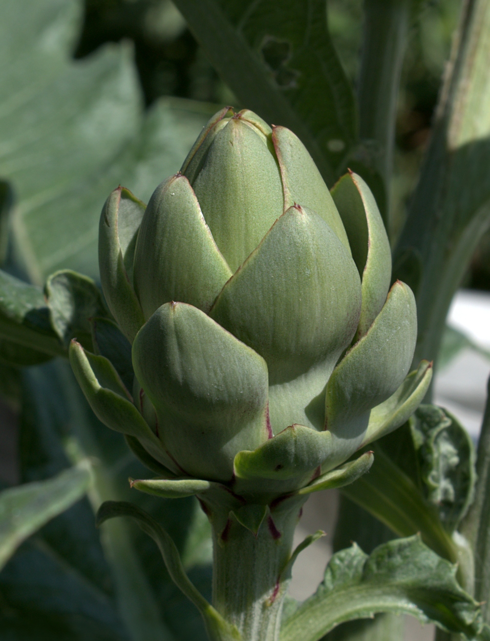 Image of Cynara scolymus specimen.