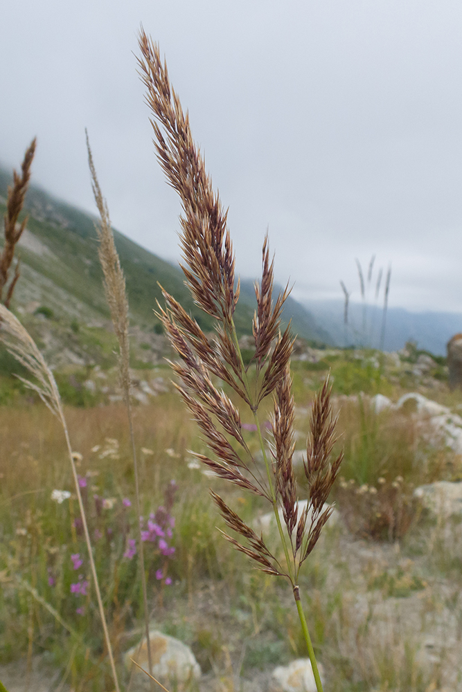 Image of Calamagrostis balkharica specimen.