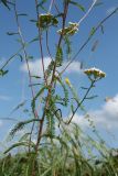 Achillea millefolium