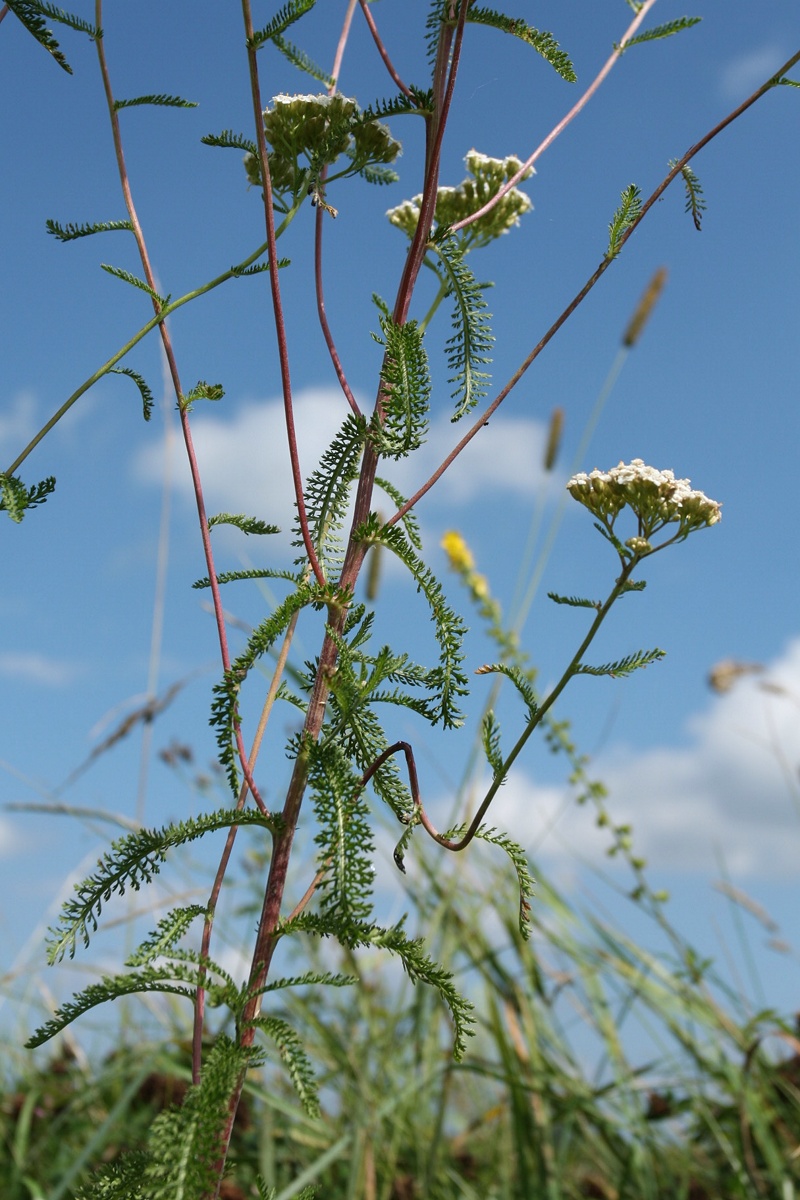 Image of Achillea millefolium specimen.