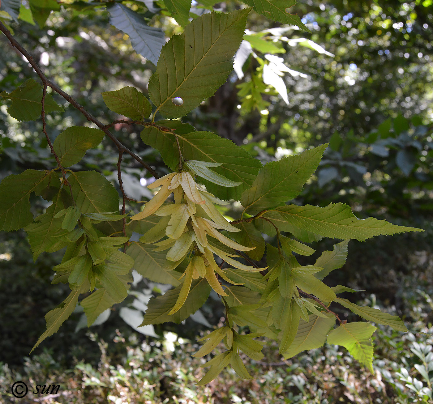 Изображение особи Carpinus betulus.