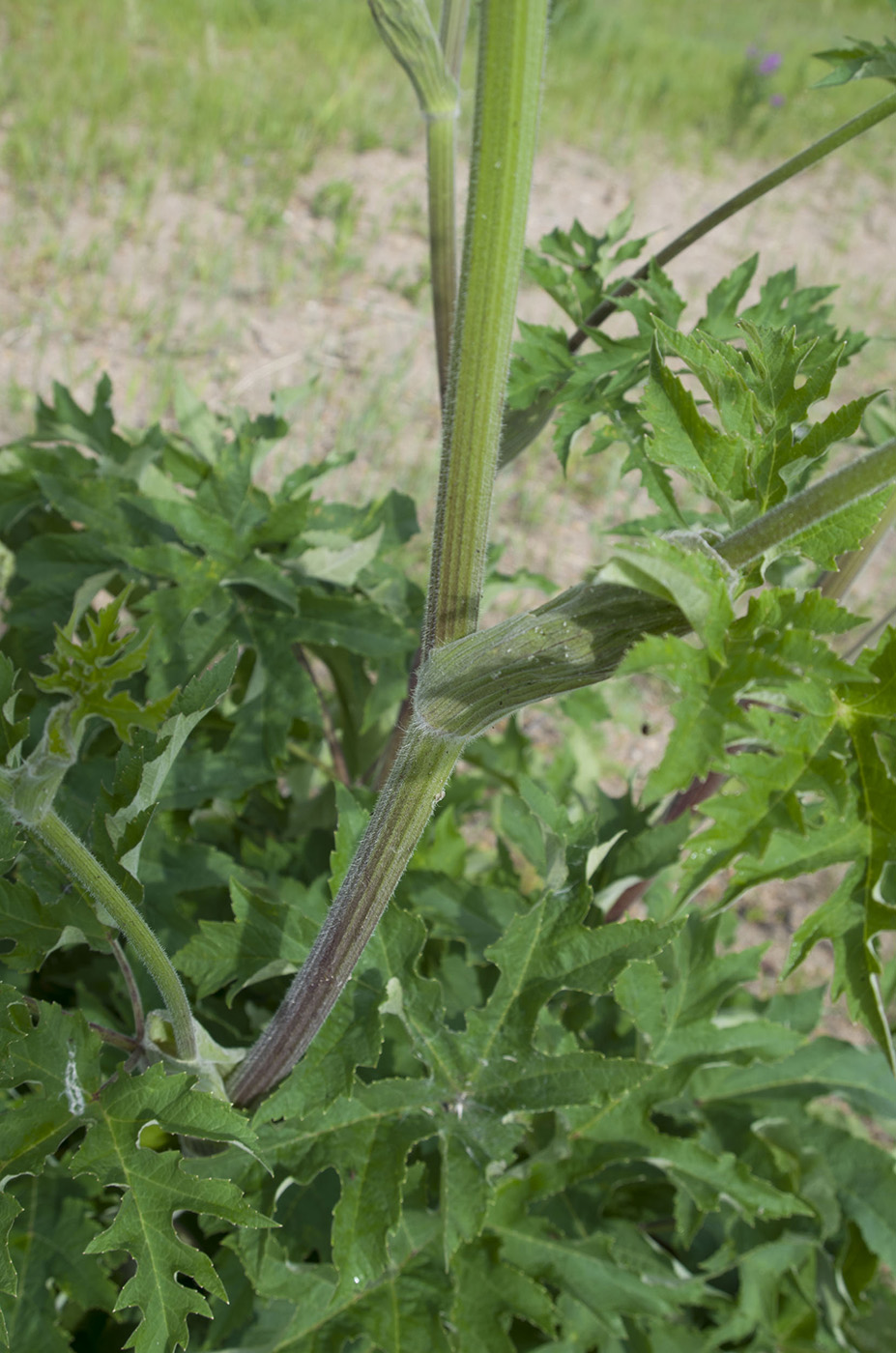 Изображение особи Heracleum dissectum.